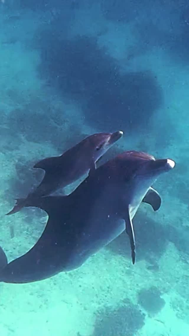 A little one staying close to mum’s side. 💙
Lady Elliot Island is full of incredible wildlife encounters, but moments like this always stand out.