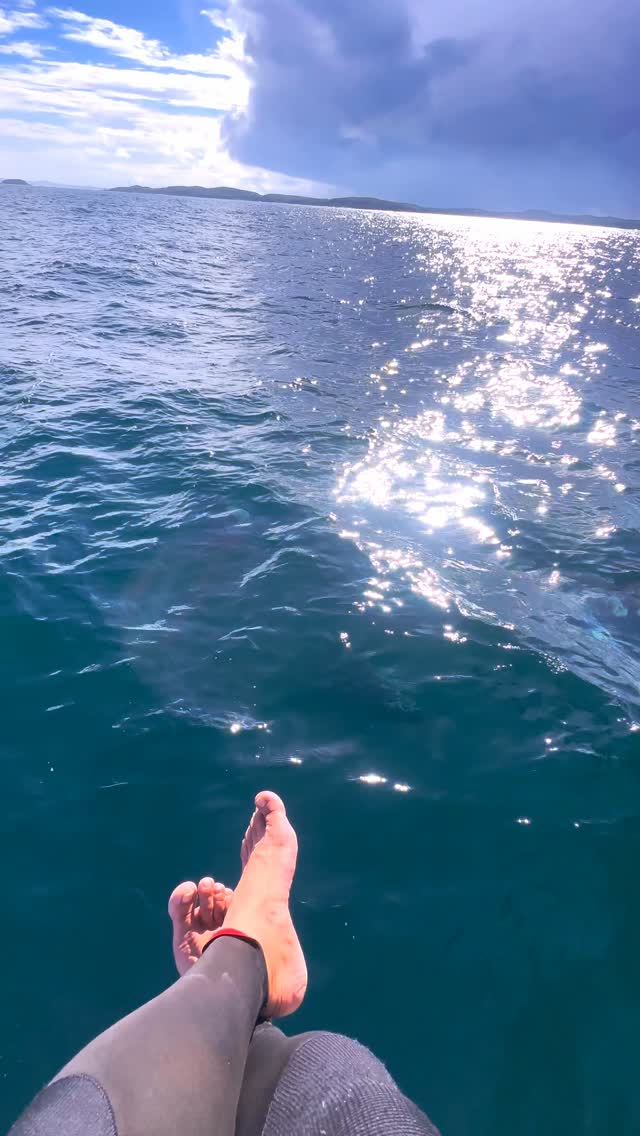 Bow-riding companions 🐬