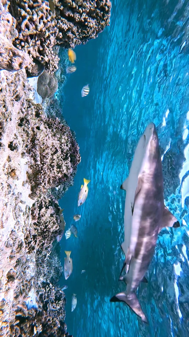 Ocean Therapy 🩵