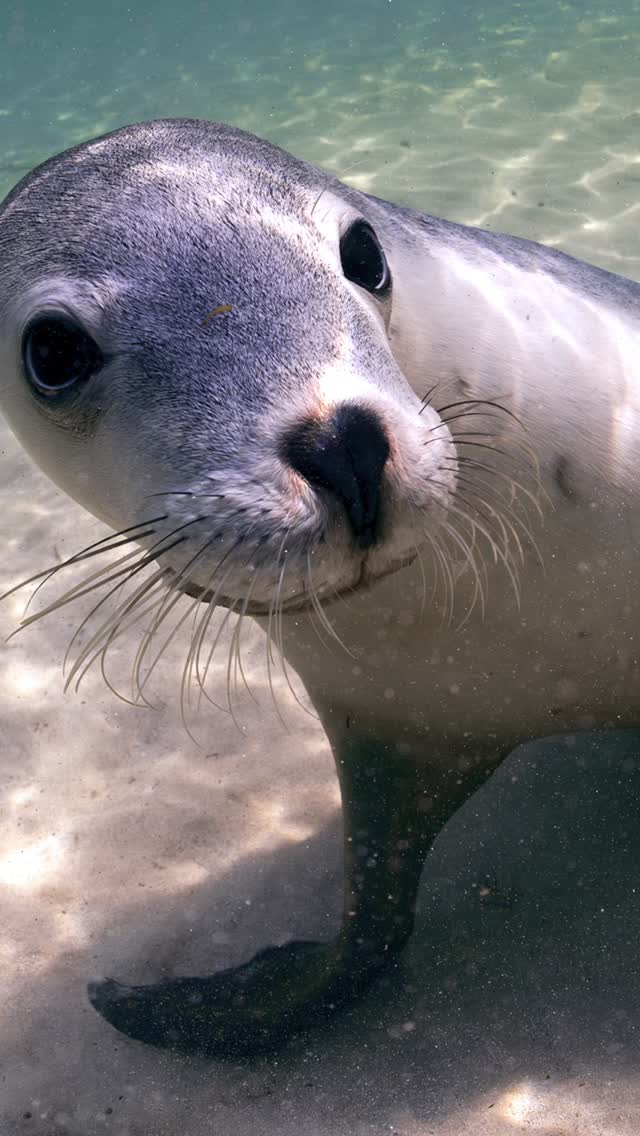 #diving #portjackson #freediving #ocean #natue #fish #sydney #australia #seeaustralia #adventure #turtle #manta #dolphin
