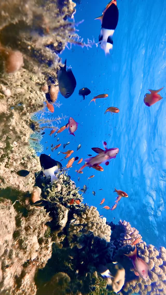 Underwater paradise 🩵 Red Sea