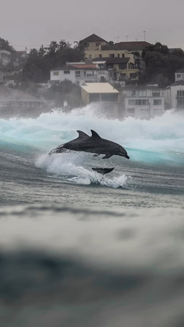 Just another wild moment in the surf 🐬