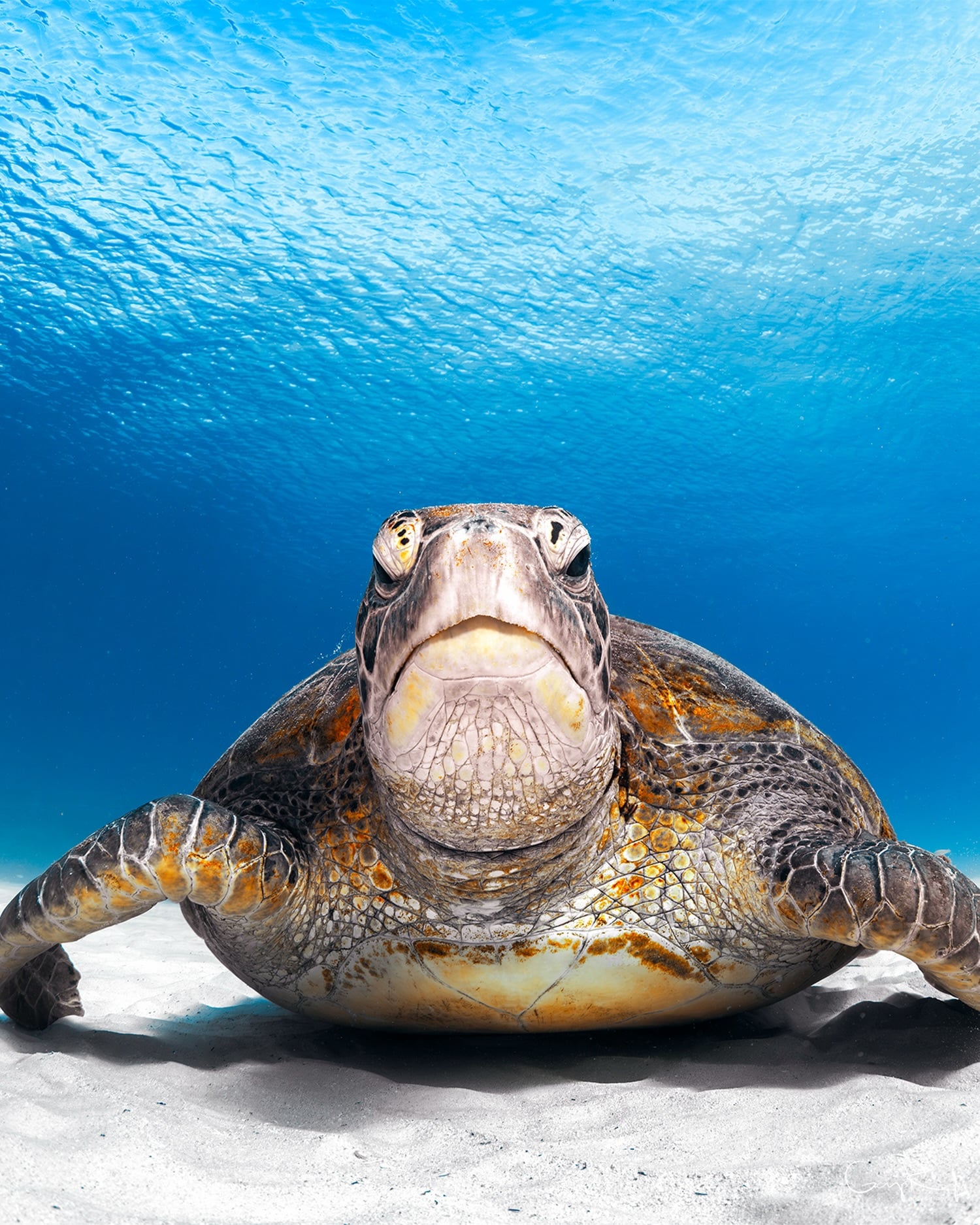 This gentle giant was in no rush to be anywhere. Resting on the white sand beneath the turquoise waters of Lady Elliot Island, it looked completely at peace. Sea turtles always seem to look a little grumpy, but I was pretty sure this one couldn’t have been happier 🩵