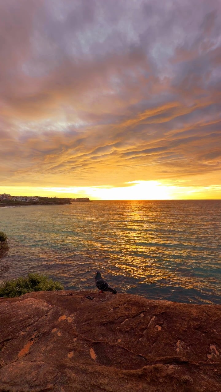 The best sunrise spot in Sydney 🙌🏼🔥