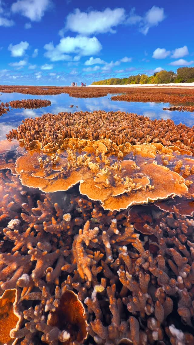 Nature’s artwork, uncovered by the tide 🩵