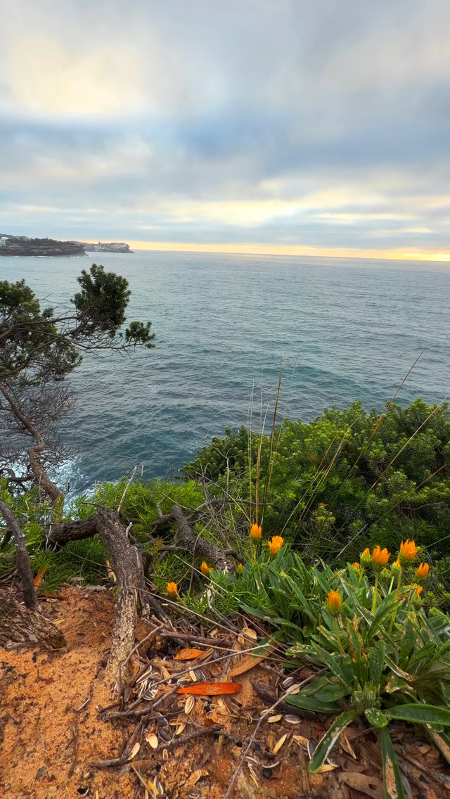 A little piece of Bronte every day 💛