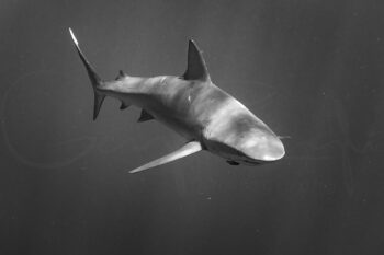 Black and white Galapagos shark underwater photography captured in Hawaii, showing the shark swimming through open ocean.