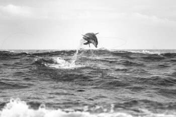 Black and white bottlenose dolphin leaping at Tamarama Beach, Sydney, captured in dramatic coastal wildlife photography.