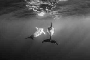 Black and white common dolphins swimming underwater at Port Stephens, Australia, captured in ocean wildlife photography.