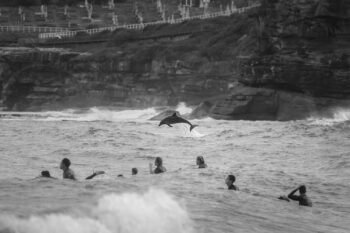 Black and white dolphin leaping near surfers at Tamarama Beach, Sydney, captured in dramatic coastal wildlife photography.