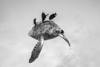 Black and white sea turtle swimming with reef fish at Waikiki Beach, Hawaii, captured in underwater wildlife photography.