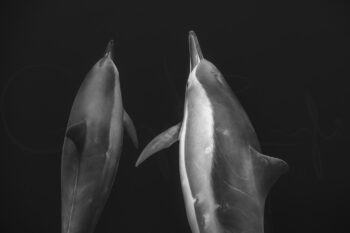 Black and white spinner dolphins swimming together at Big Island, Hawaii, captured in dramatic underwater wildlife photography.