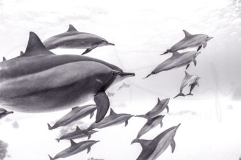 Black and white spinner dolphins swimming at Sataya Reef, Egypt, captured underwater in dramatic ocean wildlife photography.
