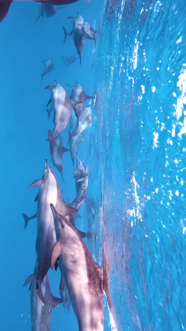 Close encounters with the dolphins of Sataya 🩵