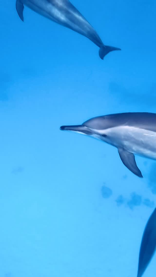 Dolphins of the Red Sea 🩵