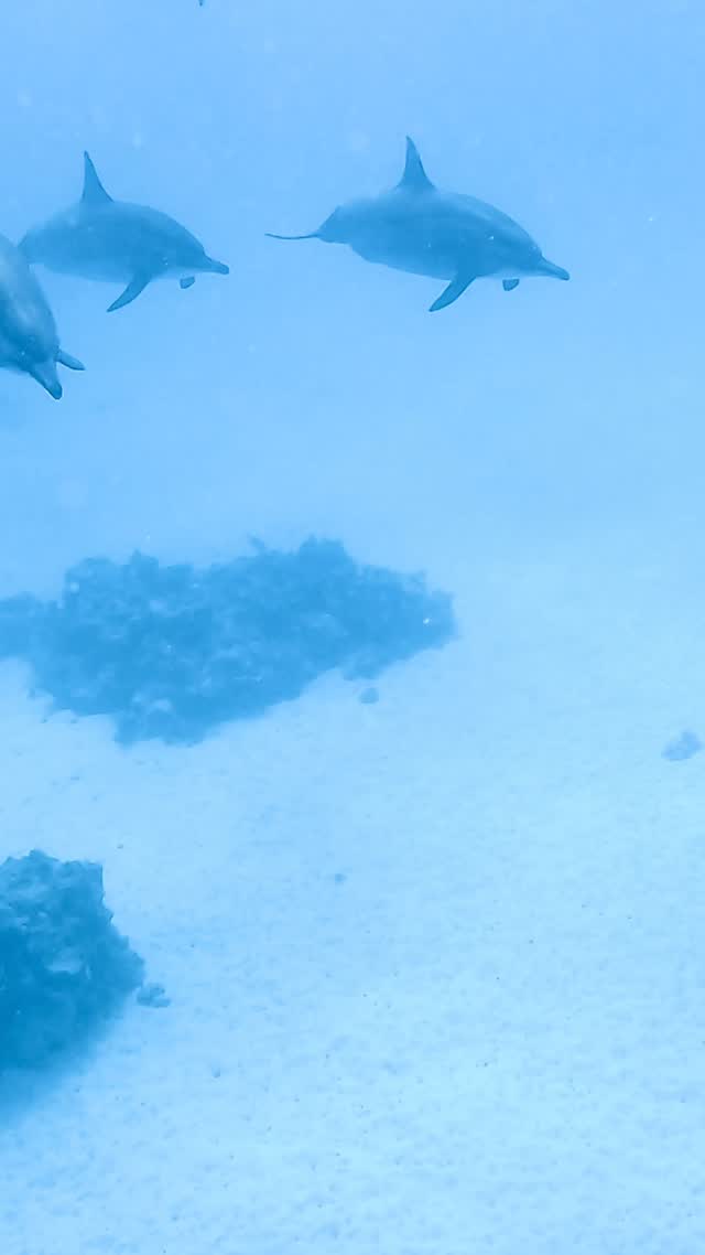 Underwater paradise 🩵