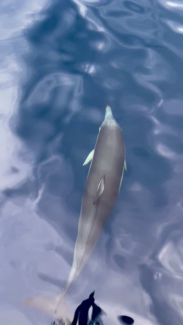 Bow-riding companions 🐬