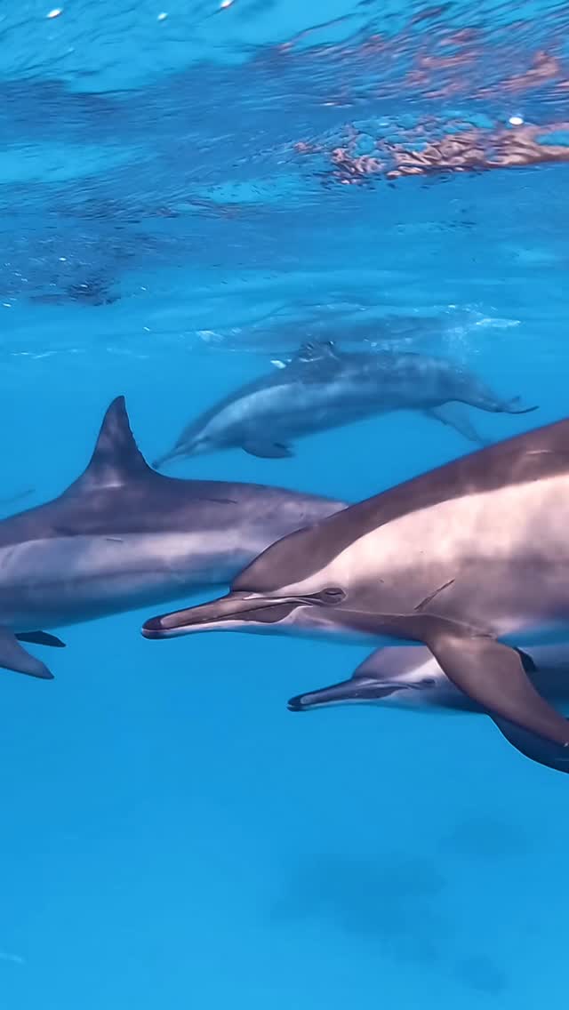 Gliding quietly through crystal-clear water with the pod 🩵