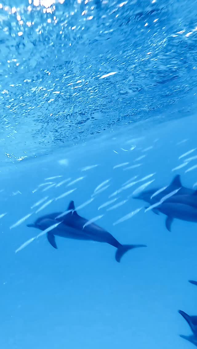 Moments like this make the ocean unforgettable 🩵