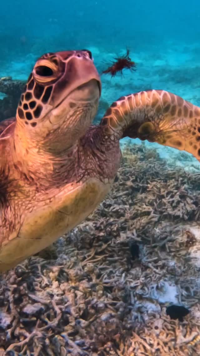 A calm underwater moment with this ocean traveller 🐢