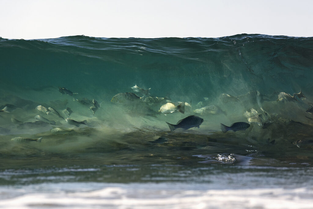 Award-winning fine art ocean print of luderick fish feeding beneath a breaking wave in Byron Bay – “Dance of the Luderick”
