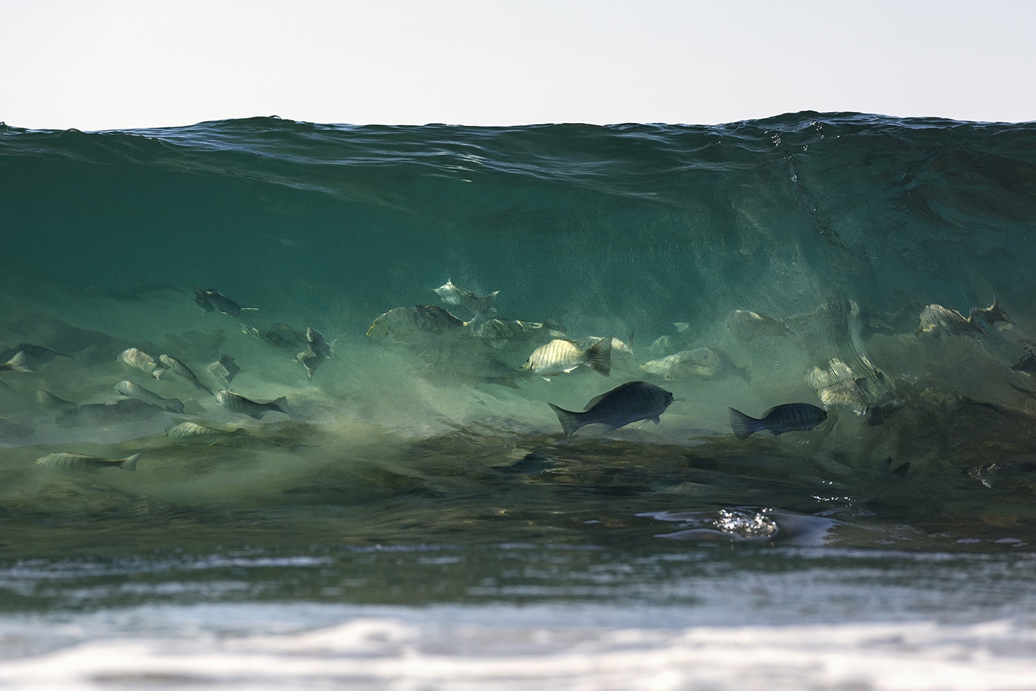 Award-winning fine art ocean print of luderick fish feeding beneath a breaking wave in Byron Bay – “Dance of the Luderick”