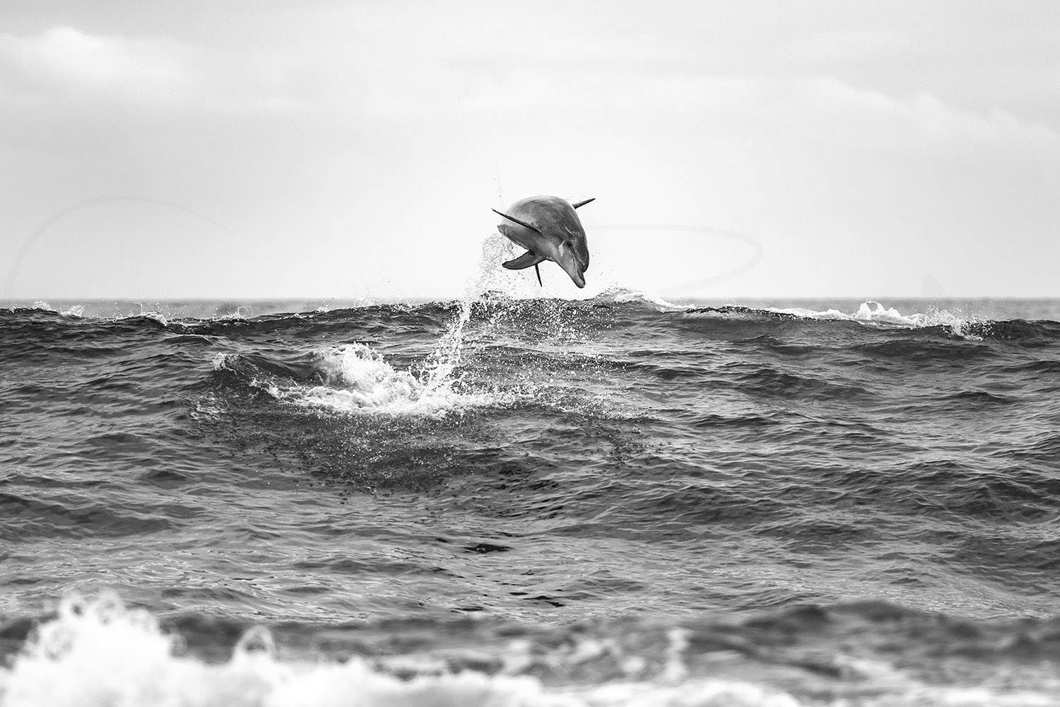 Bottlenose dolphin leaping above the waves at Tamarama Beach, Sydney, in black and white wildlife photography