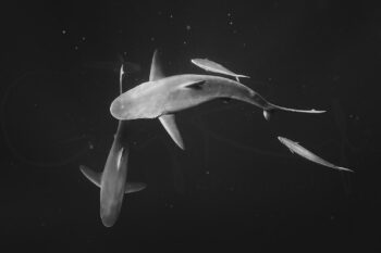 Galapagos sharks swimming underwater off Oahu, Hawaii, in black and white fine art ocean wildlife photography