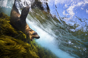 Australian fur seal swimming through kelp underwater at Montague Island, Narooma, New South Wales