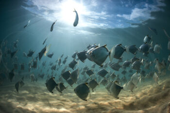School of silver fish swimming through sunlit water at the Wreck, Byron Bay, Australia, underwater wildlife photography