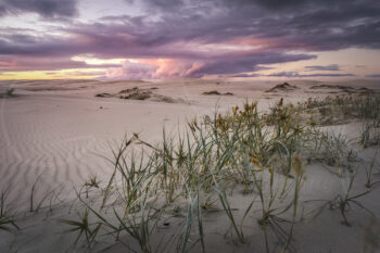 Sand dunes and coastal grasses beneath a pink sunset sky at Anna Bay, Port Stephens, Australia.