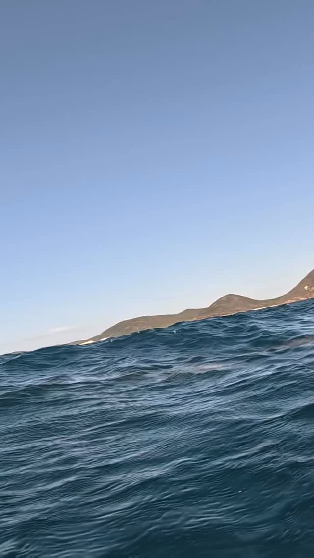 #dolphin #ocean #adventure #happylife #sunshine #Australia #seeaustralia #feelnsw  #exploreaustralia #nsw #underwater #sea #wildlife #discoverearth