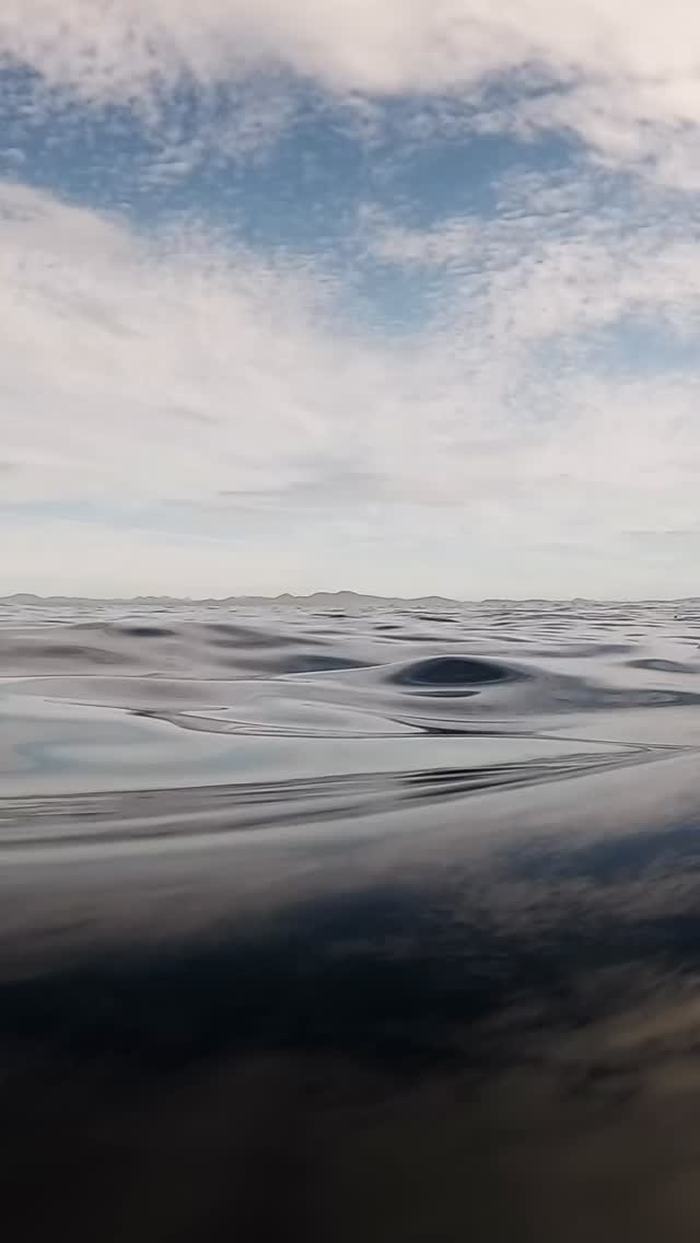 #dolphin #ocean #adventure #happylife #sunshine #Australia #seeaustralia #feelnsw  #exploreaustralia #nsw #underwater #sea #wildlife #discoverearth