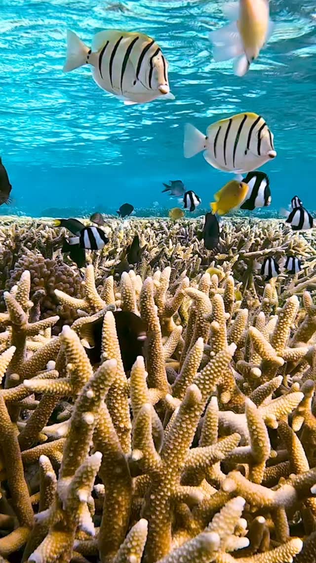 #ocean #friends #discoverearth #adventure #happylife #sunshine #underwater #sea #wildlife #ladyelliotisland #queensland  #discoverearth #coralreef 
#greatbarrierreef #diving #freediving
