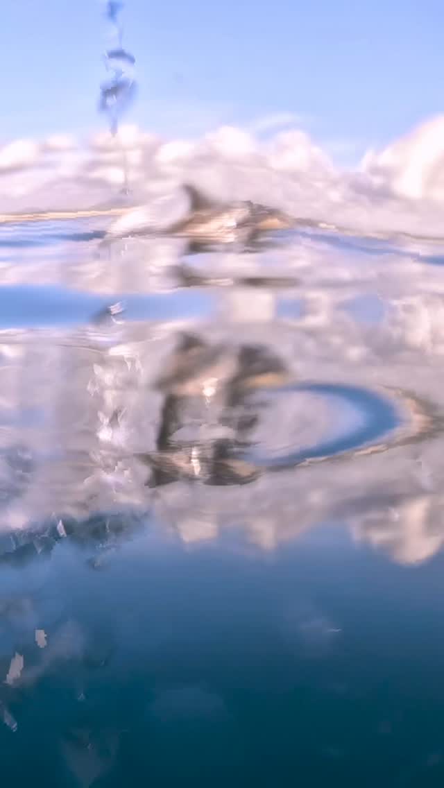 #dolphin #ocean #adventure #happylife #sunshine #Australia #seeaustralia #feelnsw  #exploreaustralia #nsw #underwater #sea #wildlife #discoverearth