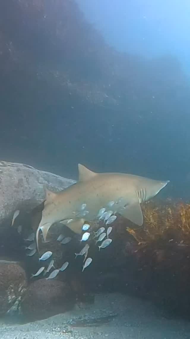 #shark #diving #portjackson #freediving #ocean #natue #fish #sydney #australia #seeaustralia #adventure