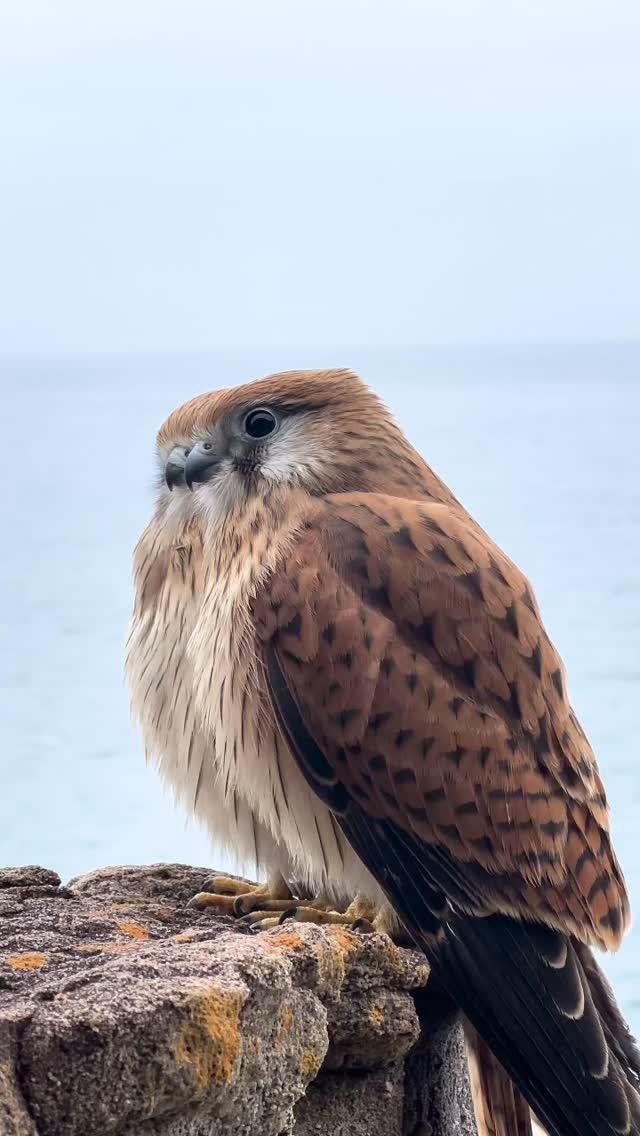 #goodmorning #Bronte #Australia #BronteBeach #feelnewsydney #feelnsw 
#exploreaustralia #Bondi #bondibeach #ilovesydney #seeaustralia #sunrise
#bondilife #seeaustralia #discoverearth