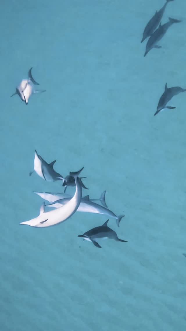 Spinner Dolphins Going Wild