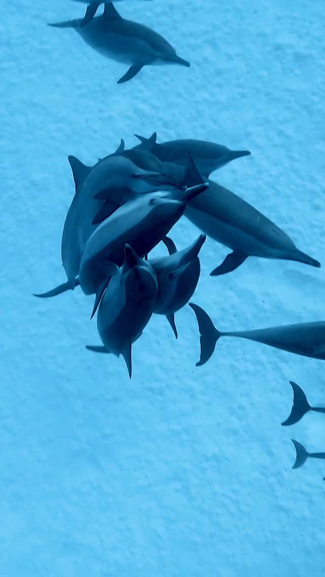 Close encounters with the dolphins of Sataya 🩵