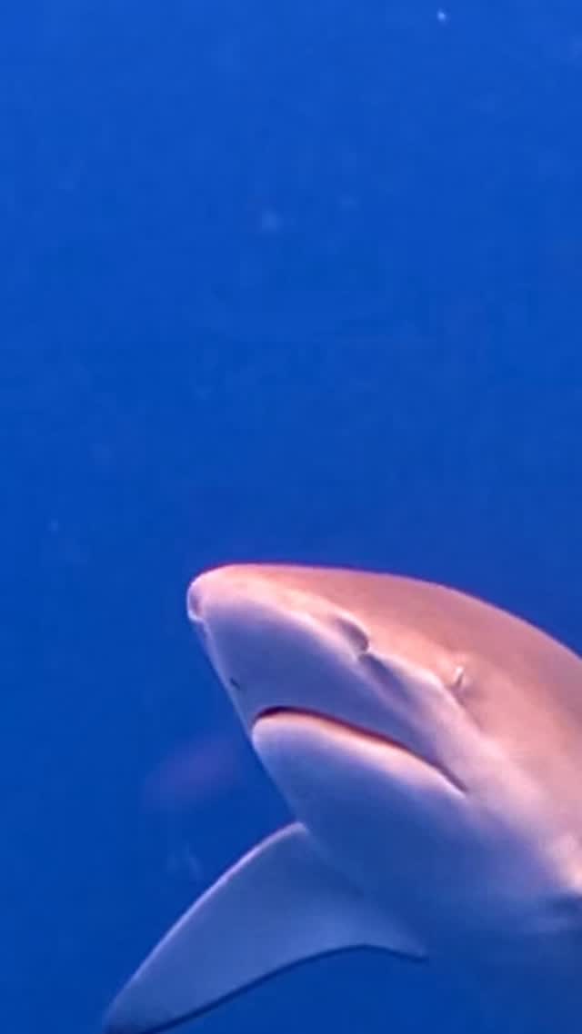 Face to face with one of the ocean’s legends 🦈