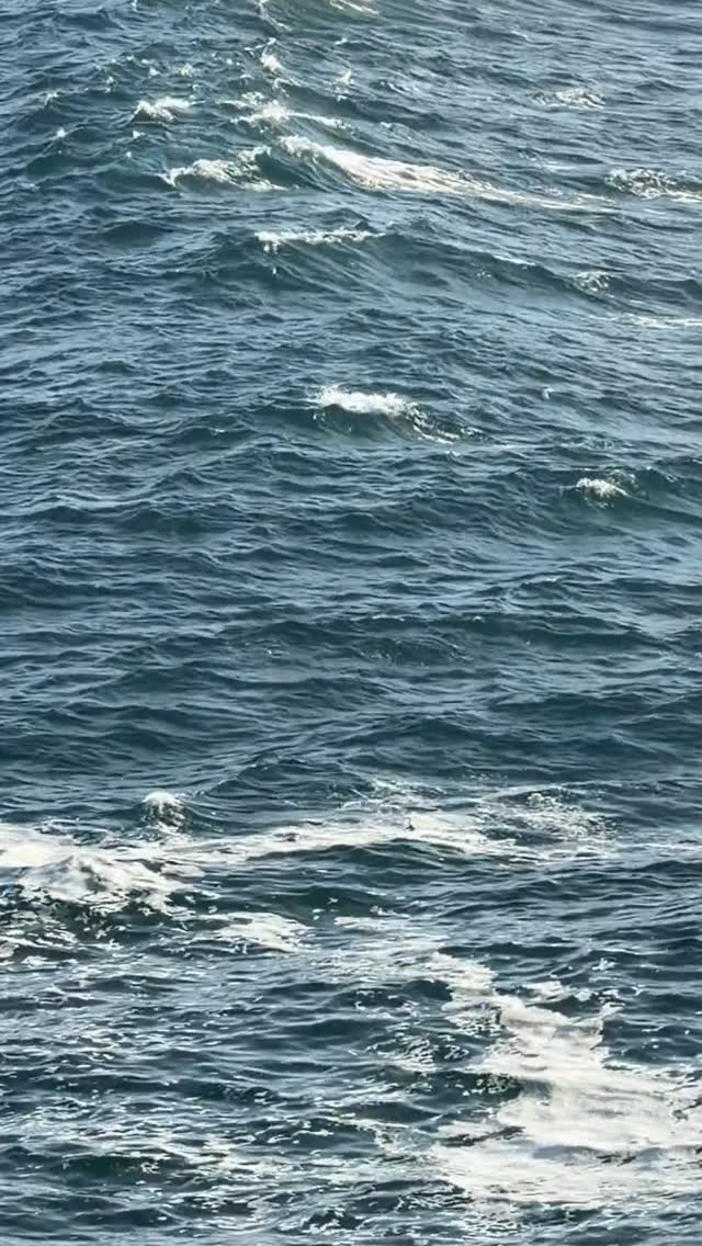 Morning visitors 🐬🩵