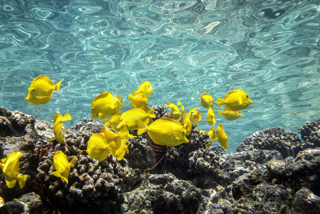 Yellow tang fish swimming over coral reef at Captain Cook, Big Island, Hawaii, underwater wildlife photography