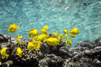 Yellow tang fish swimming over coral reef at Captain Cook, Big Island, Hawaii, underwater wildlife photography