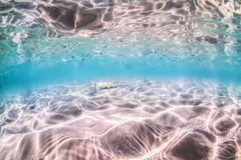 Whiting swimming over rippled sand in crystal-clear turquoise water at Jervis Bay, Australia, underwater fine art photography