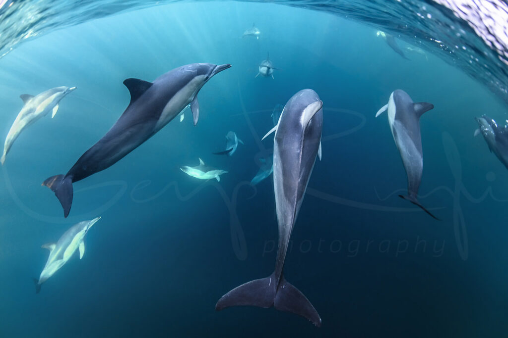 Common dolphins swimming underwater near Broughton Island, Port Stephens, captured in Australian marine wildlife photography.