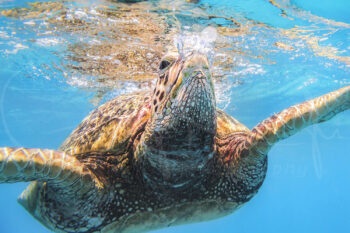 Green sea turtle taking a breath at the surface off Waikiki Beach, Oahu, Hawaii, underwater wildlife photography