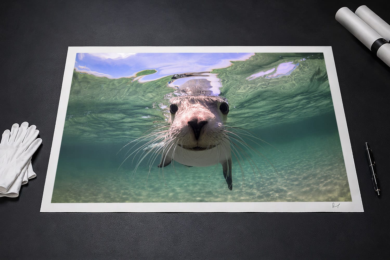 Australian sea lion swimming at Baird Bay, South Australia, presented as a signed fine art photographic print