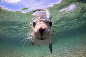 Australian sea lion swimming underwater at Baird Bay, South Australia, marine wildlife photography