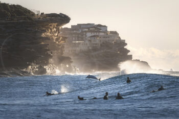 Bottlenose dolphin leaping among surfers at Tamarama Beach, Sydney, coastal wildlife photography