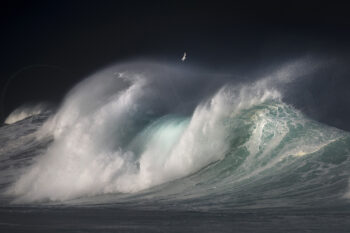 Powerful storm waves breaking beneath a seabird at sunset at Bronte Beach, Sydney, fine art ocean photography.